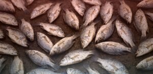 ICAR- Fish Mortality