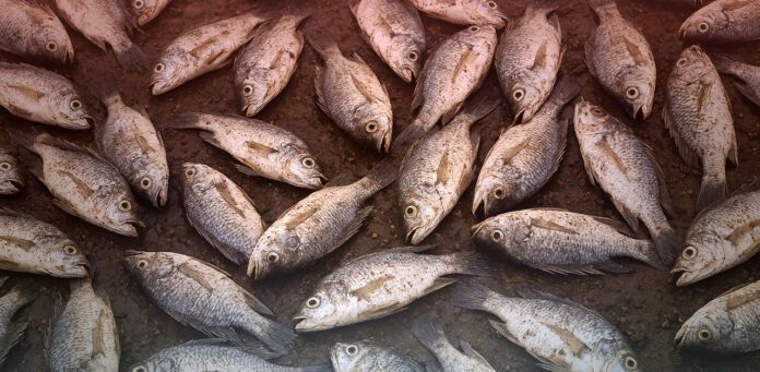 ICAR- Fish Mortality