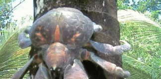 Great Nicobar’s Robber Crab: The Sneaky Climber Stealing Forest Snacks