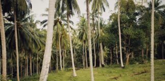 Editorial | The Way Forward on Land Conversion: A Welcome Step, but Vigilance Is Key