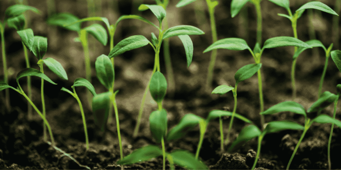 Car Nicobar and Nancowry Islands certified organic under PKVY, marking a major boost to Andaman & Nicobar’s sustainable farming efforts.