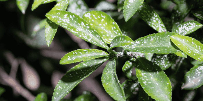 pest infestation Little Andaman