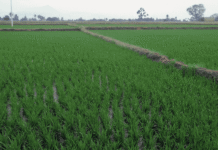 Trade Framework Protects Agriculture, Expands Exports to US: Goyal