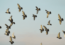 Andaman & Nicobar Islands to Host 1st Island Bird Festival from February 14–17, 2026