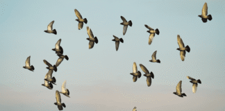 Andaman & Nicobar Islands to Host 1st Island Bird Festival from February 14–17, 2026