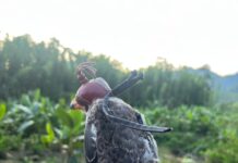 Tagged Amur Falcons Complete Africa Migration
