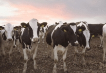 Dairy farmers in Great Nicobar trained in scientific cattle rearing practices