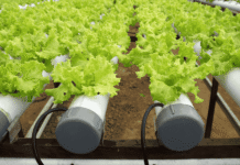 Focus On Low-Cost Fodder Solutions For Island Farmers