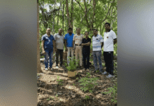 Illegal Cannabis Plants Found During Police Raid