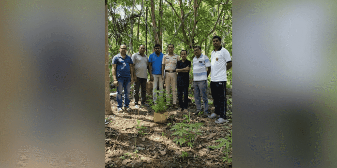 cannabis plantation Little Andaman
