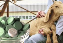 Government Launches Pashu Aushadhi Kendras to Supply Affordable Veterinary Medicines