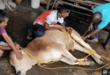 Department of Animal Husbandry Conducts Urban Stray Bull Castration in Sri Vijaya Puram
