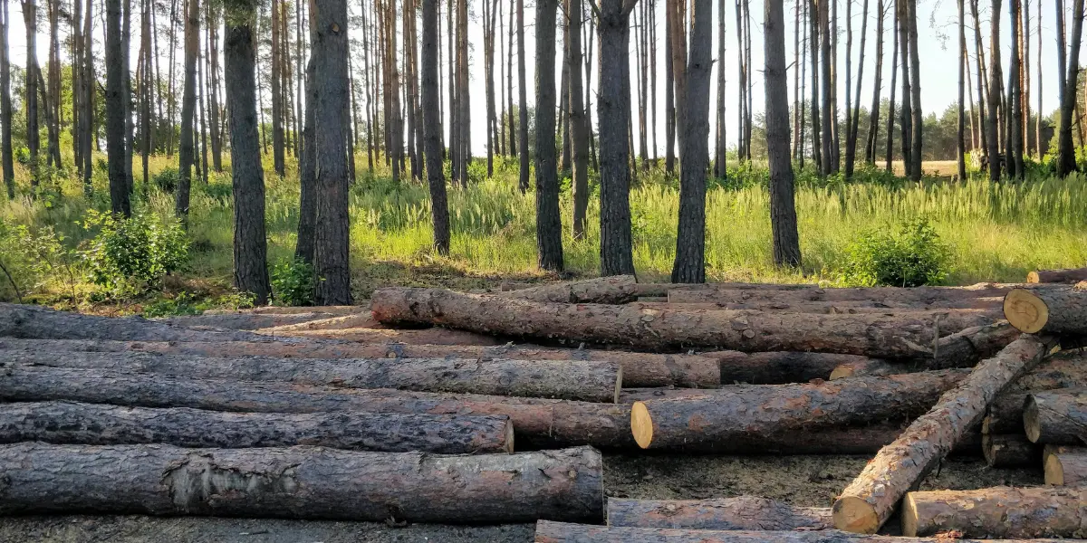 Seize Timber Illegal Timber Seized in Kala Pather Forest Area