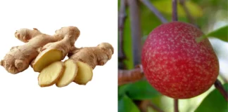 Island Food Festival to Feature CIARI’s Mango Ginger and Kokum Innovations