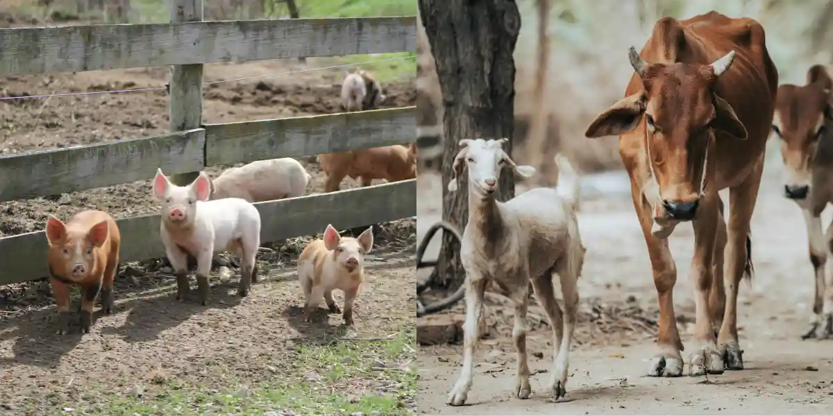 Centre Offers ₹1.5 Lakh for Veterinary Medicine Outlets