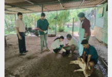 Andaman Begins Pig Vaccination After Classical Swine Fever Outbreak