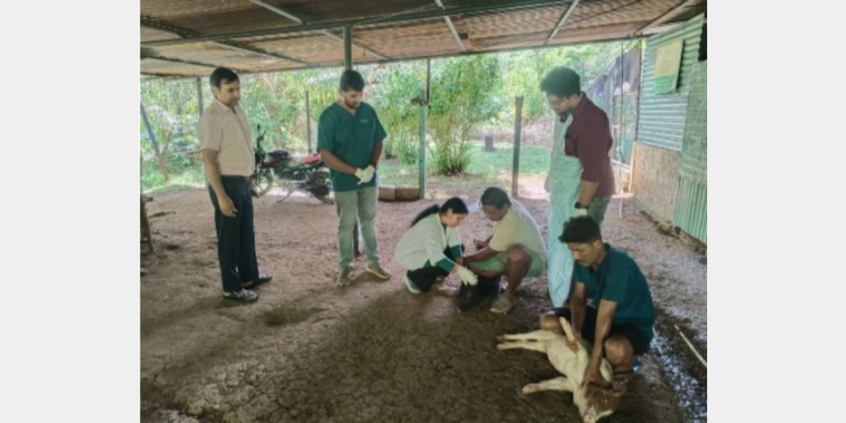 Andaman Begins Pig Vaccination After Classical Swine Fever Outbreak